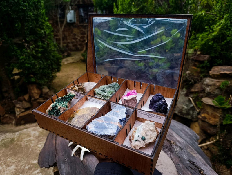 The Collector's Choice