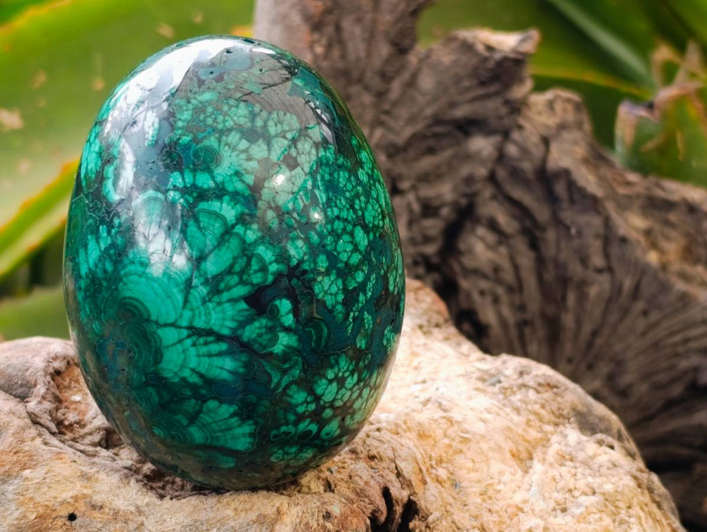 Polished Rare Extra Large Flower Banded Malachite Egg x 1 From Congo