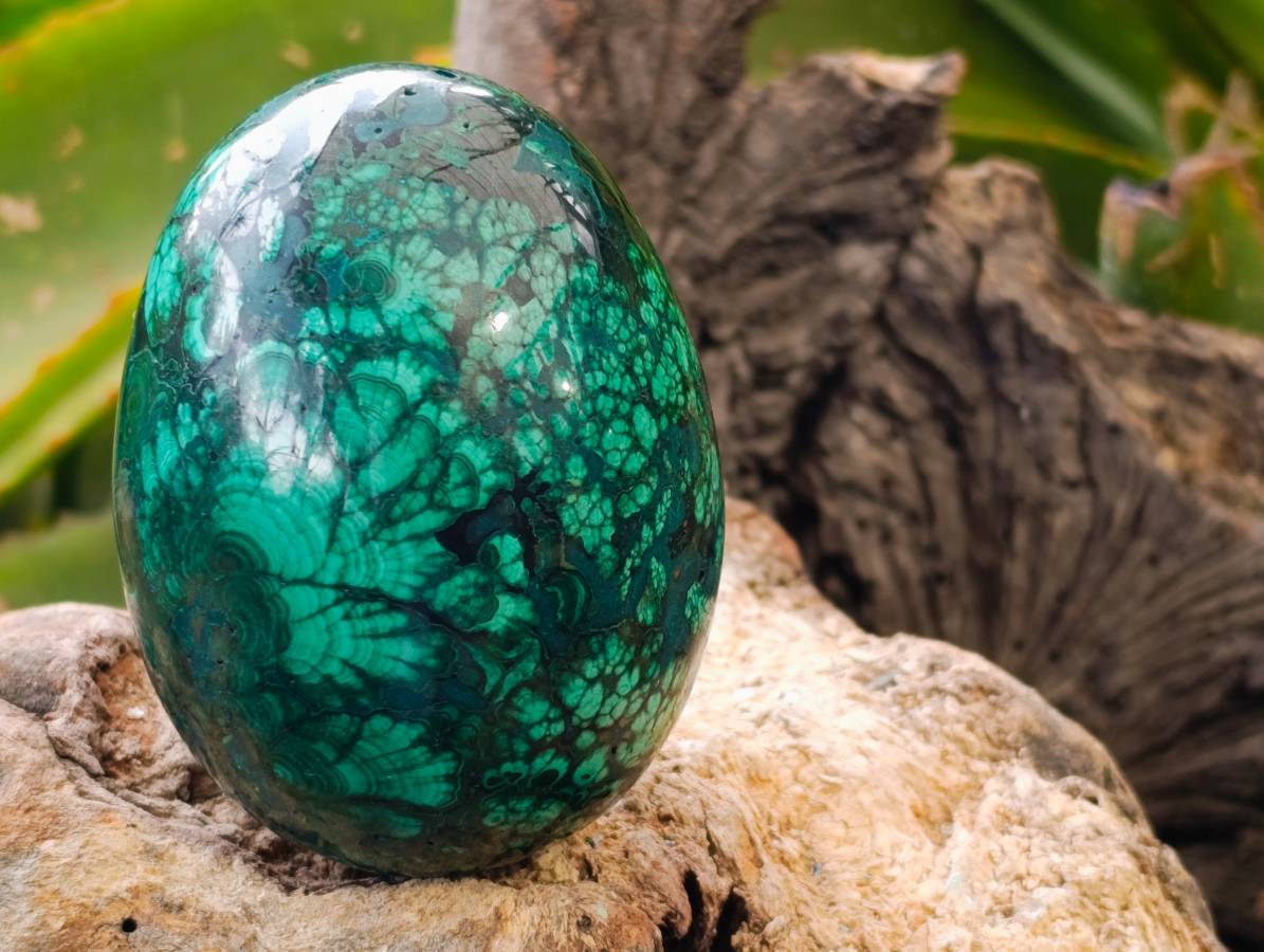 Polished Rare Extra Large Flower Banded Malachite Egg x 1 From Congo