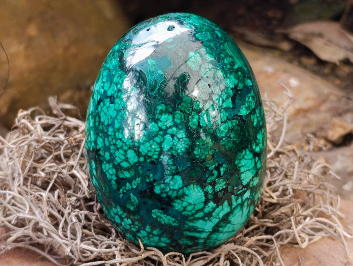 Polished Rare Extra Large Flower Banded Malachite Egg x 1 From Congo
