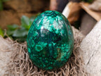 Polished Rare Extra Large Flower Banded Malachite Egg x 1 From Congo