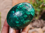 Polished Rare Extra Large Flower Banded Malachite Egg x 1 From Congo