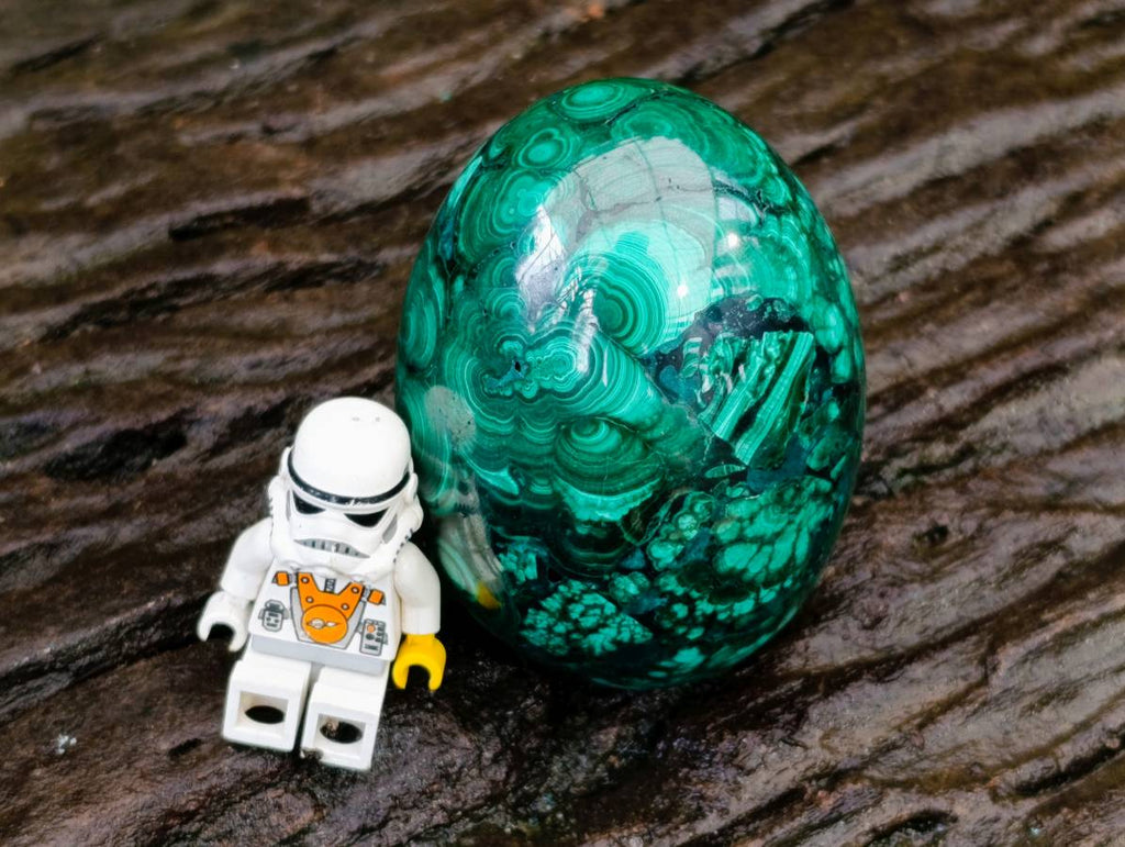 Polished Rare Extra Large Flower Banded Malachite Egg x 1 From Congo