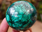 Polished Rare Extra Large Flower Banded Malachite Egg x 1 From Congo