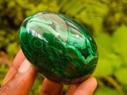 Polished Rare Extra Large Flower Banded Malachite Egg x 1 From Congo