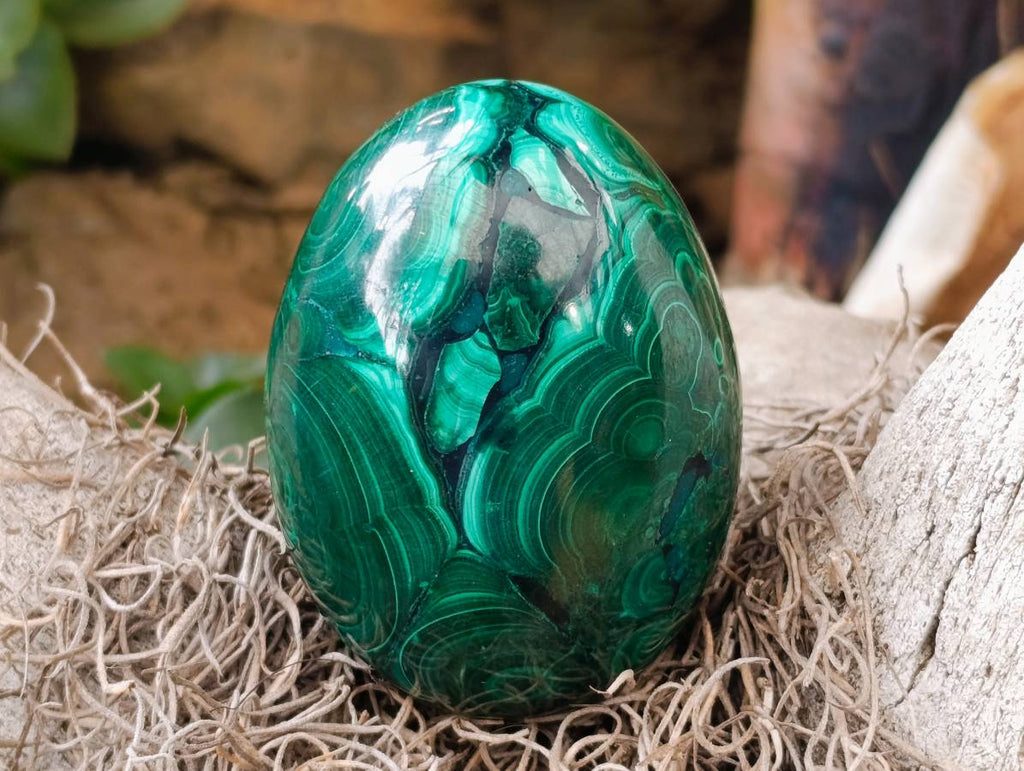 Polished Rare Extra Large Flower Banded Malachite Egg x 1 From Congo