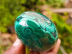 Polished Rare Extra Large Flower Banded Malachite Egg x 1 From Congo