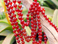 Hand-Made Carnelian Agate Ball Bead Necklace x 1 From Brazil