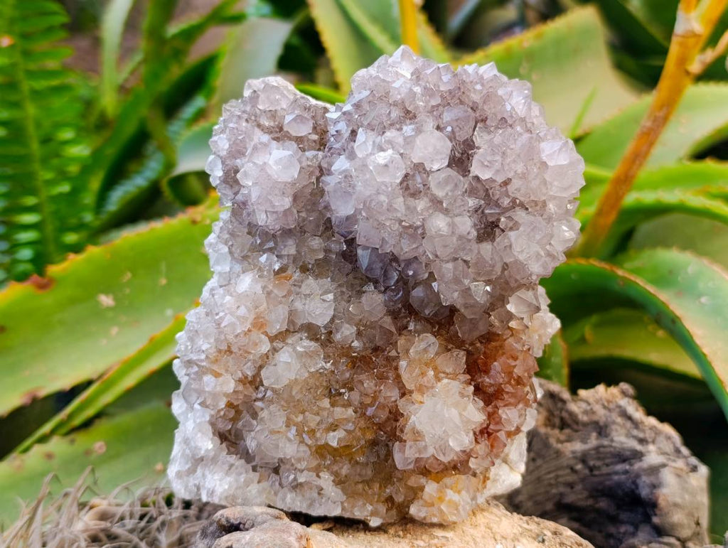 Natural Cactus Flower Smokey Spirit Quartz Cluster x 1 From South Africa