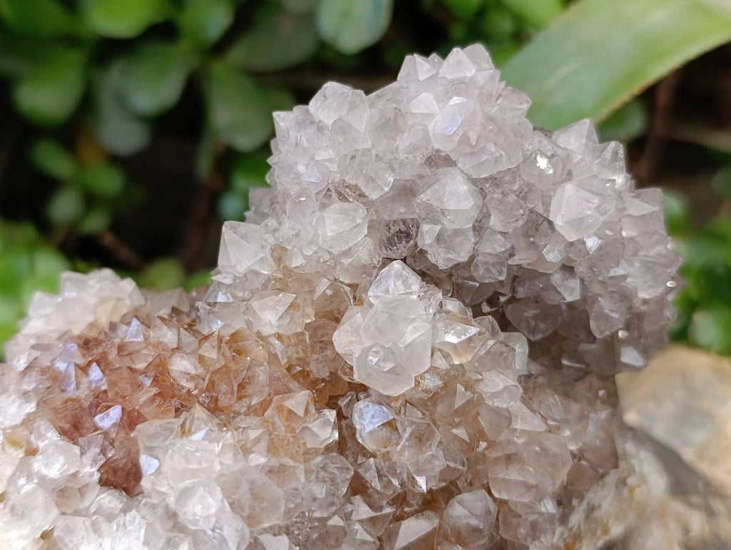 Natural Cactus Flower Smokey Spirit Quartz Cluster x 1 From South Africa