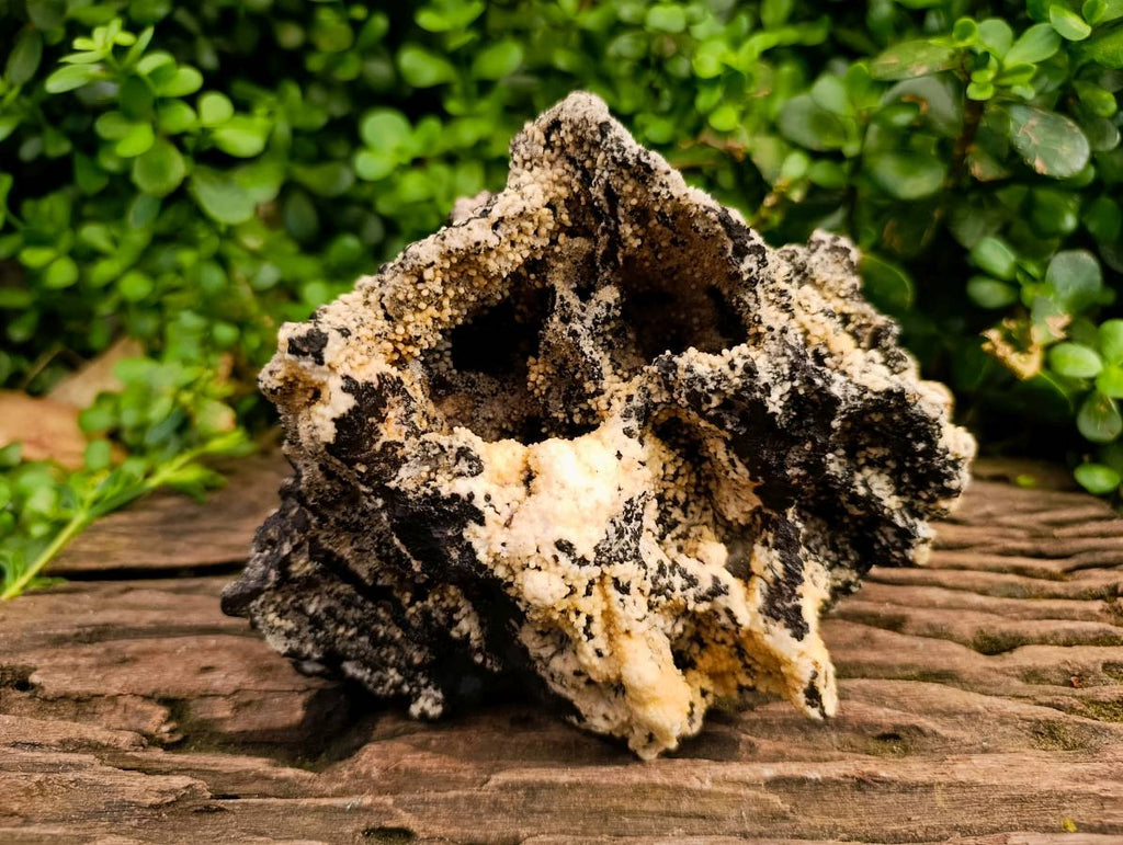 Natural Extremely Rare Poldervaartite 'Olmiite' with Bulfonteinite Specimen x 1 From KMF, N'Chwaning Mine, South Africa