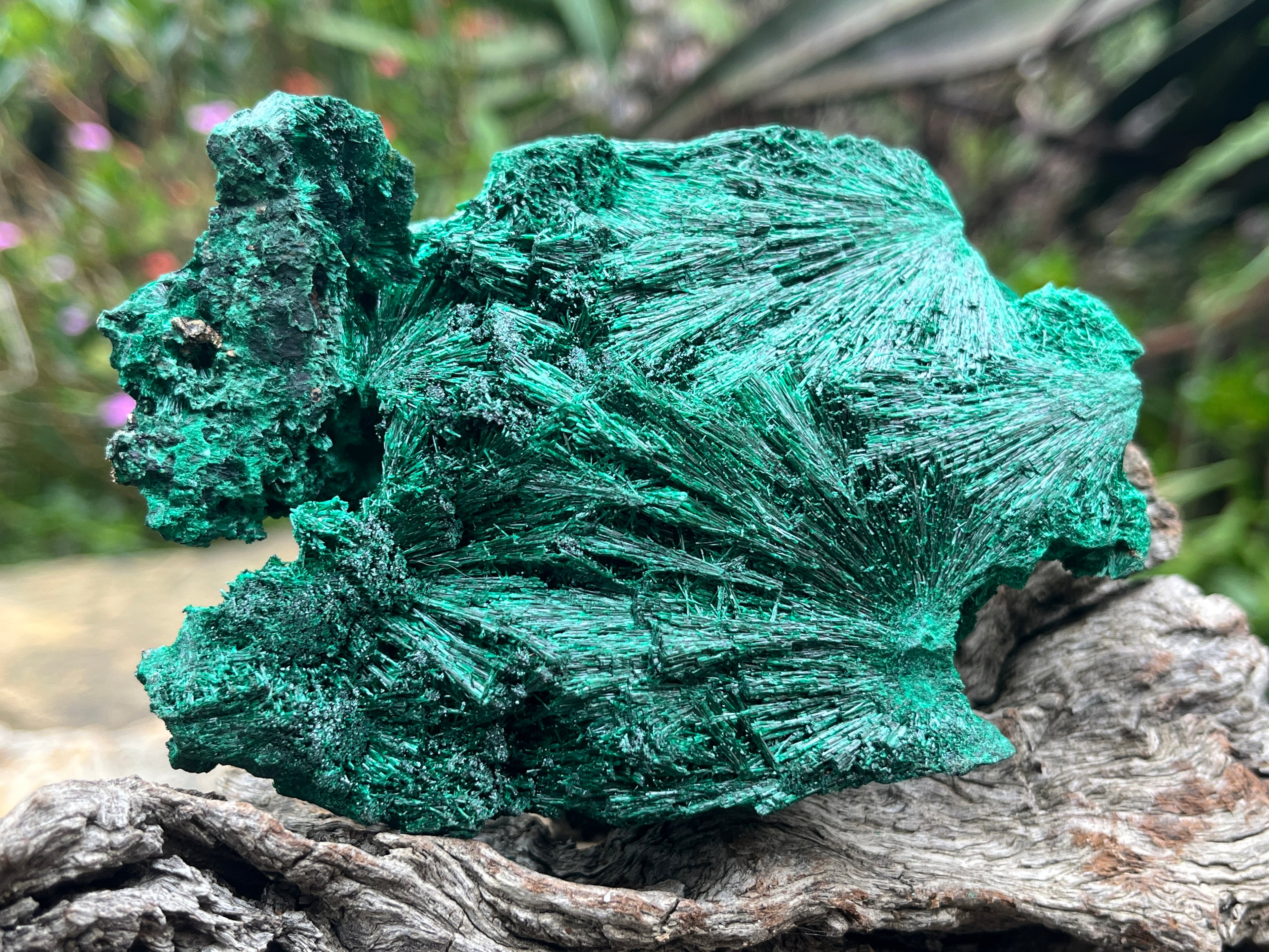 Natural Silky Malachite Specimen x 1 From Kasompe, Congo