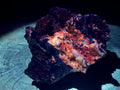 Natural Extremely Rare Poldervaartite 'Olmiite' with Bulfonteinite Specimen x 1 From KMF, N'Chwaning Mine, South Africa