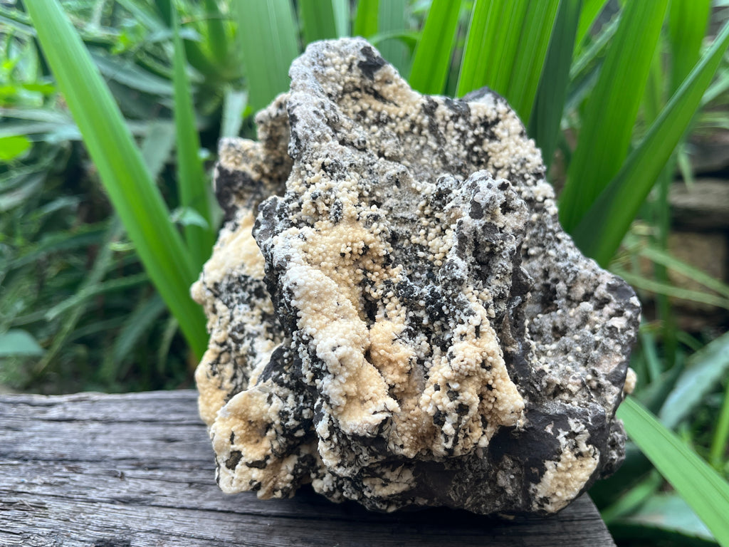 Natural Extremely Rare Poldervaartite 'Olmiite' with Bulfonteinite Specimen x 1 From KMF, N'Chwaning Mine, South Africa