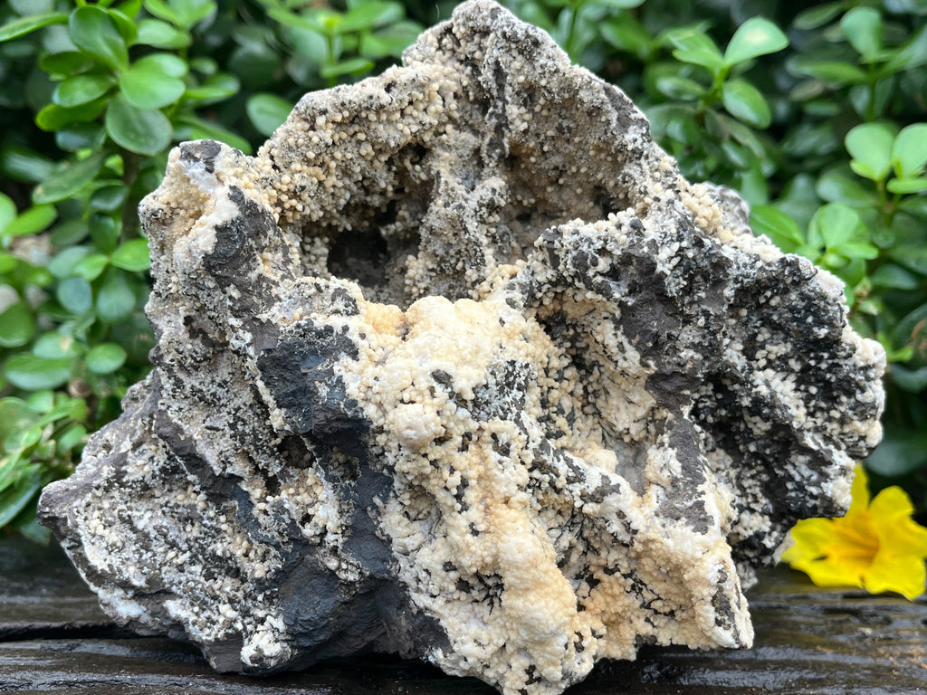 Natural Extremely Rare Poldervaartite 'Olmiite' with Bulfonteinite Specimen x 1 From KMF, N'Chwaning Mine, South Africa
