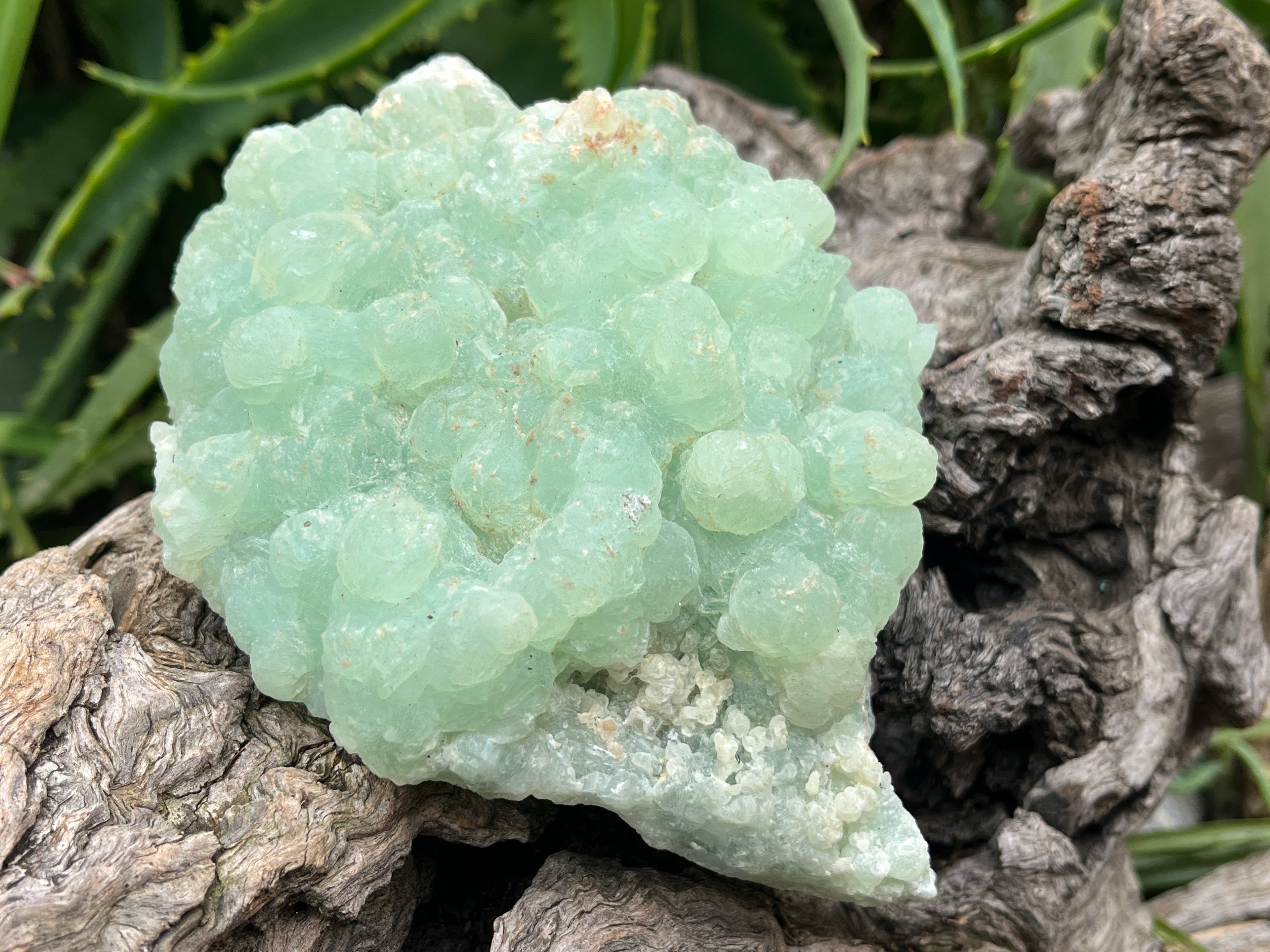 Natural Botryoidal Prehnite Specimens x 1 From Beaufort West, South Africa