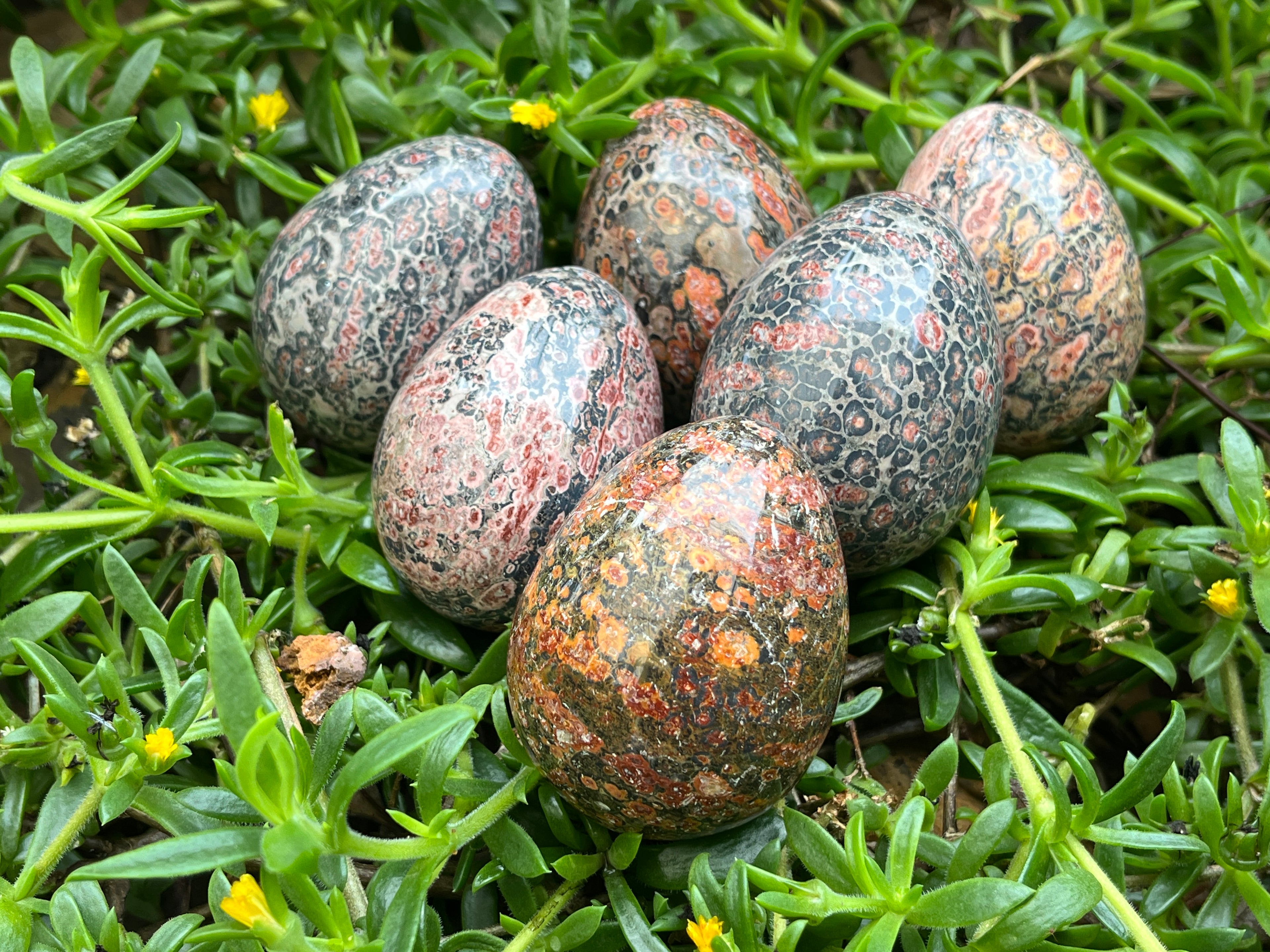 Polished Large Snakeskin Rhyolite Jasper Gemstone Egg x 1 From Australia