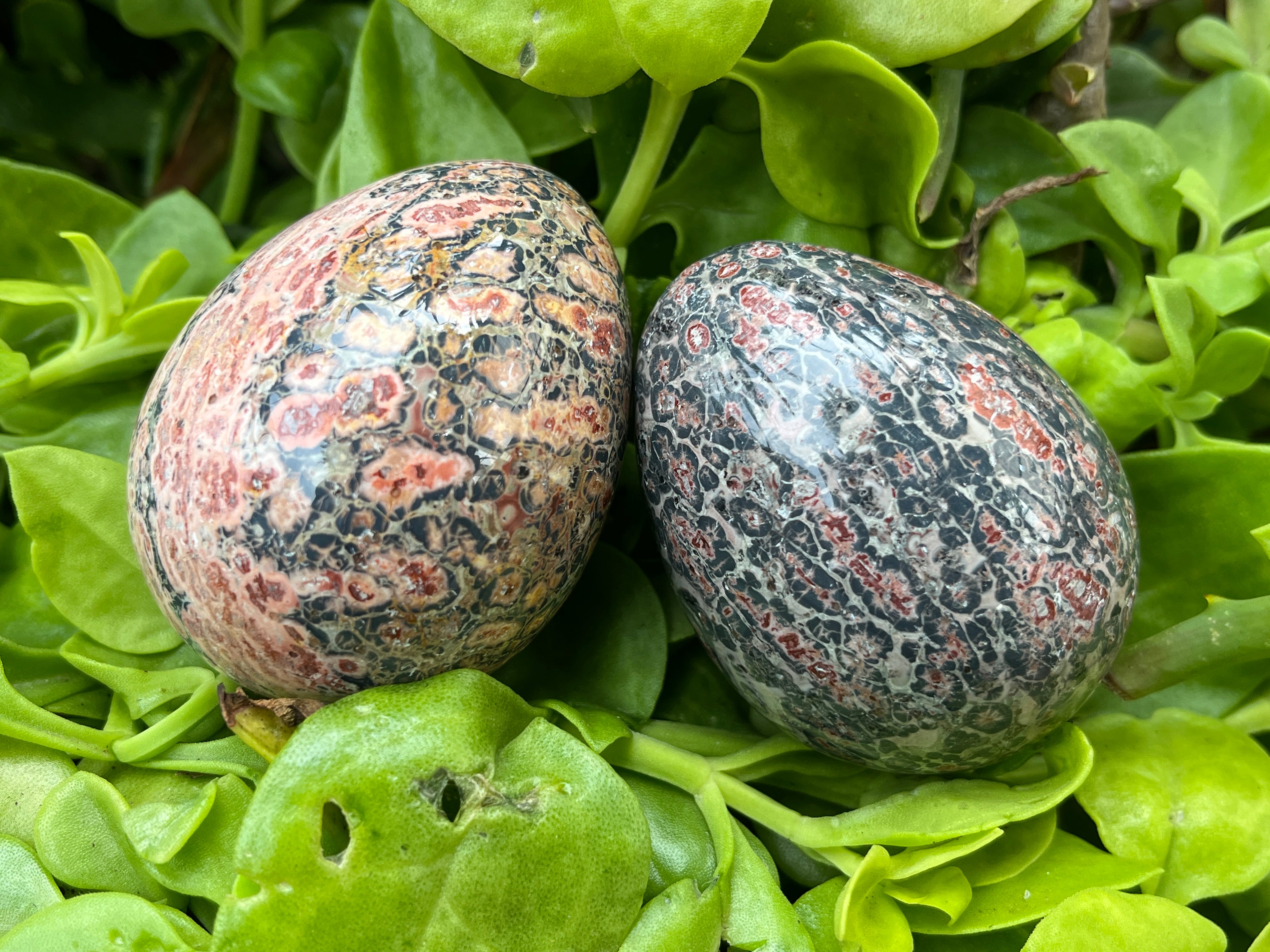 Polished Large Snakeskin Rhyolite Jasper Gemstone Egg x 1 From Australia