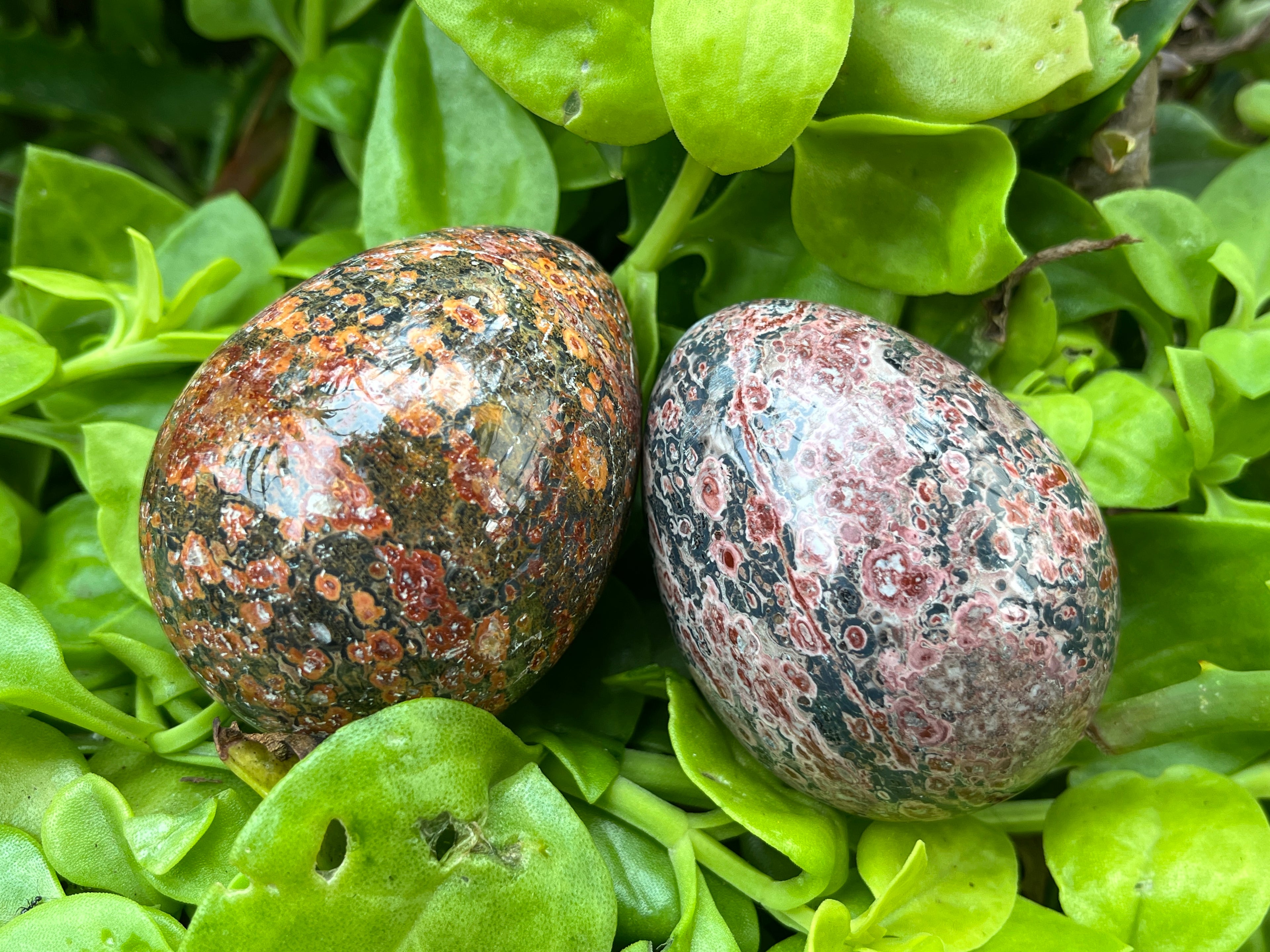 Polished Large Snakeskin Rhyolite Jasper Gemstone Egg x 1 From Australia