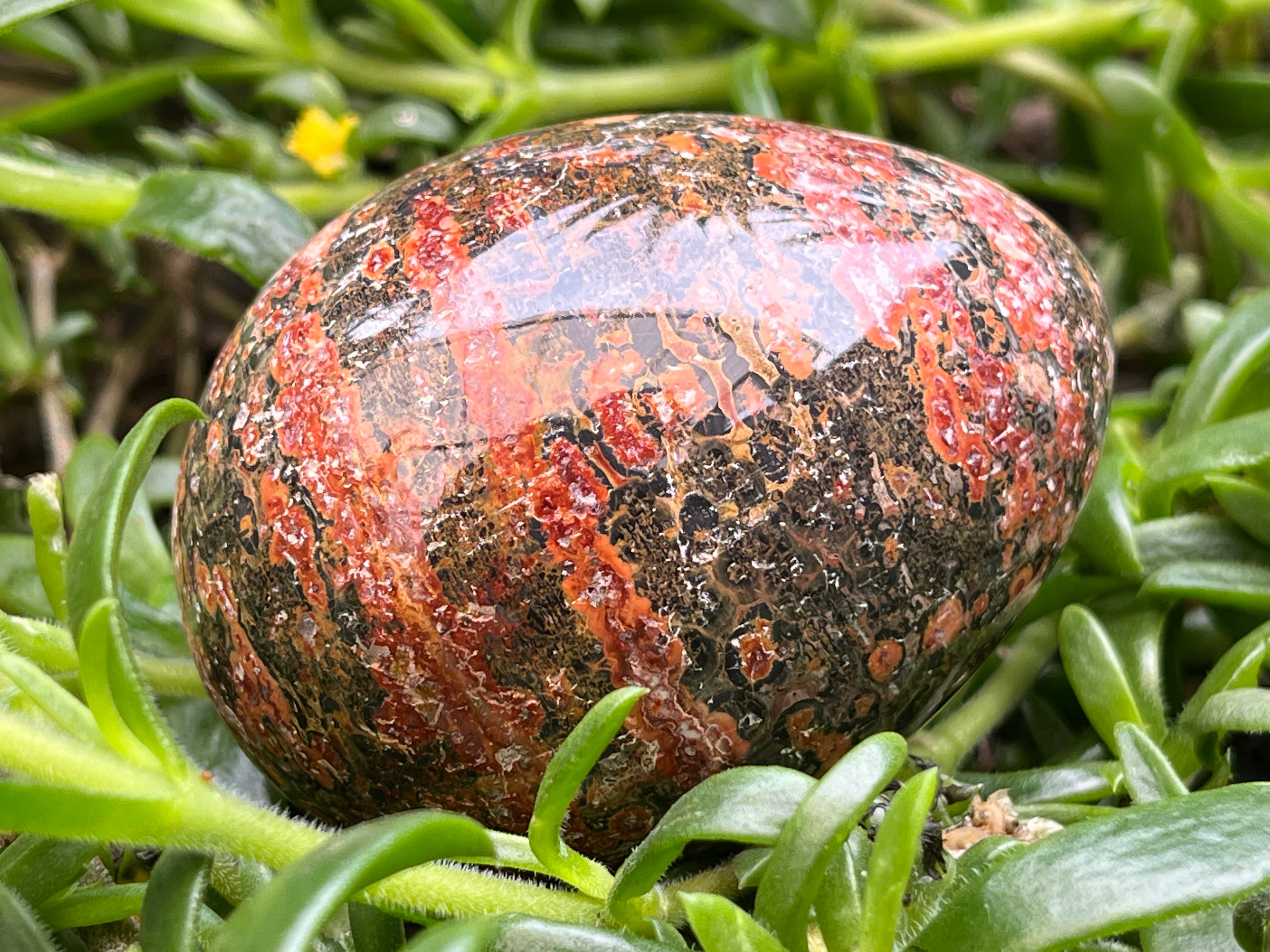 Polished Large Snakeskin Rhyolite Jasper Gemstone Egg x 1 From Australia