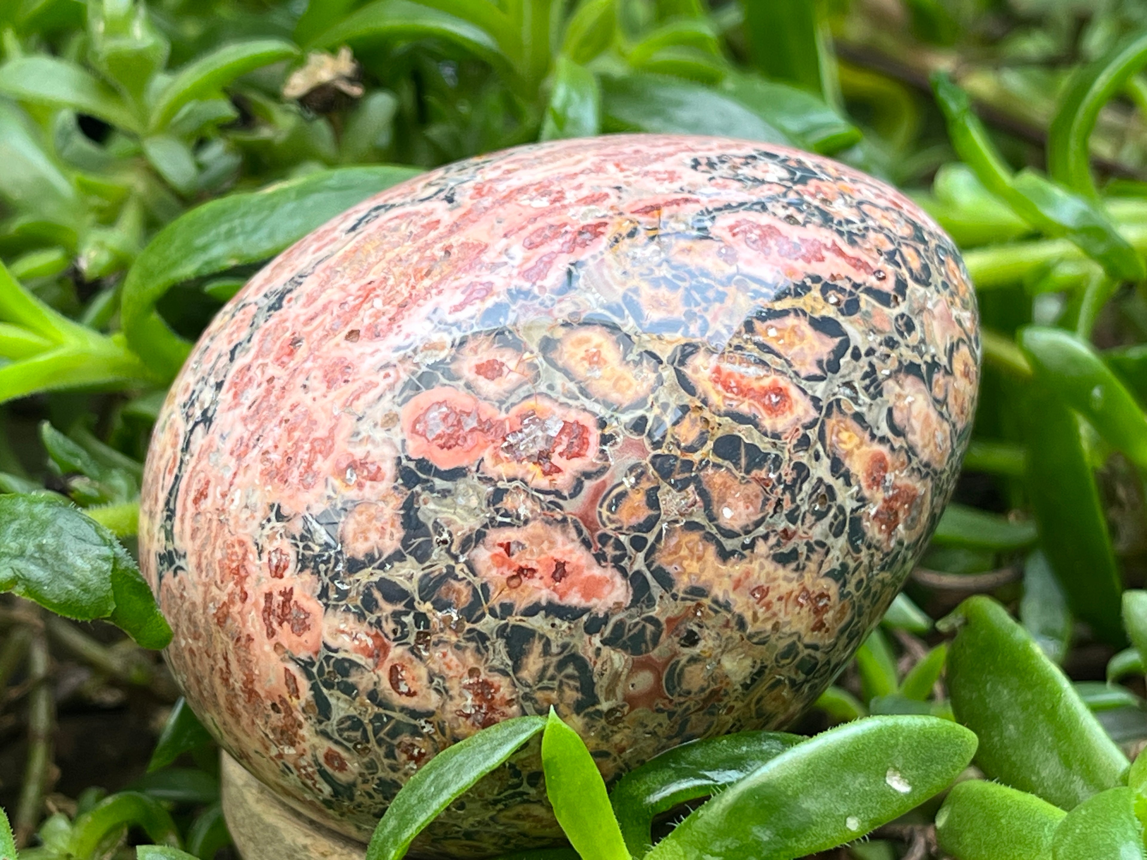 Polished Large Snakeskin Rhyolite Jasper Gemstone Egg x 1 From Australia