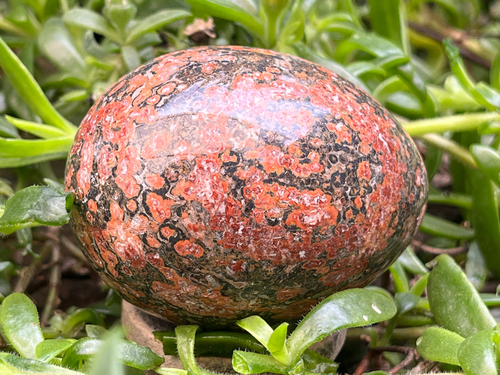 Polished Large Snakeskin Rhyolite Jasper Gemstone Egg x 1 From Australia