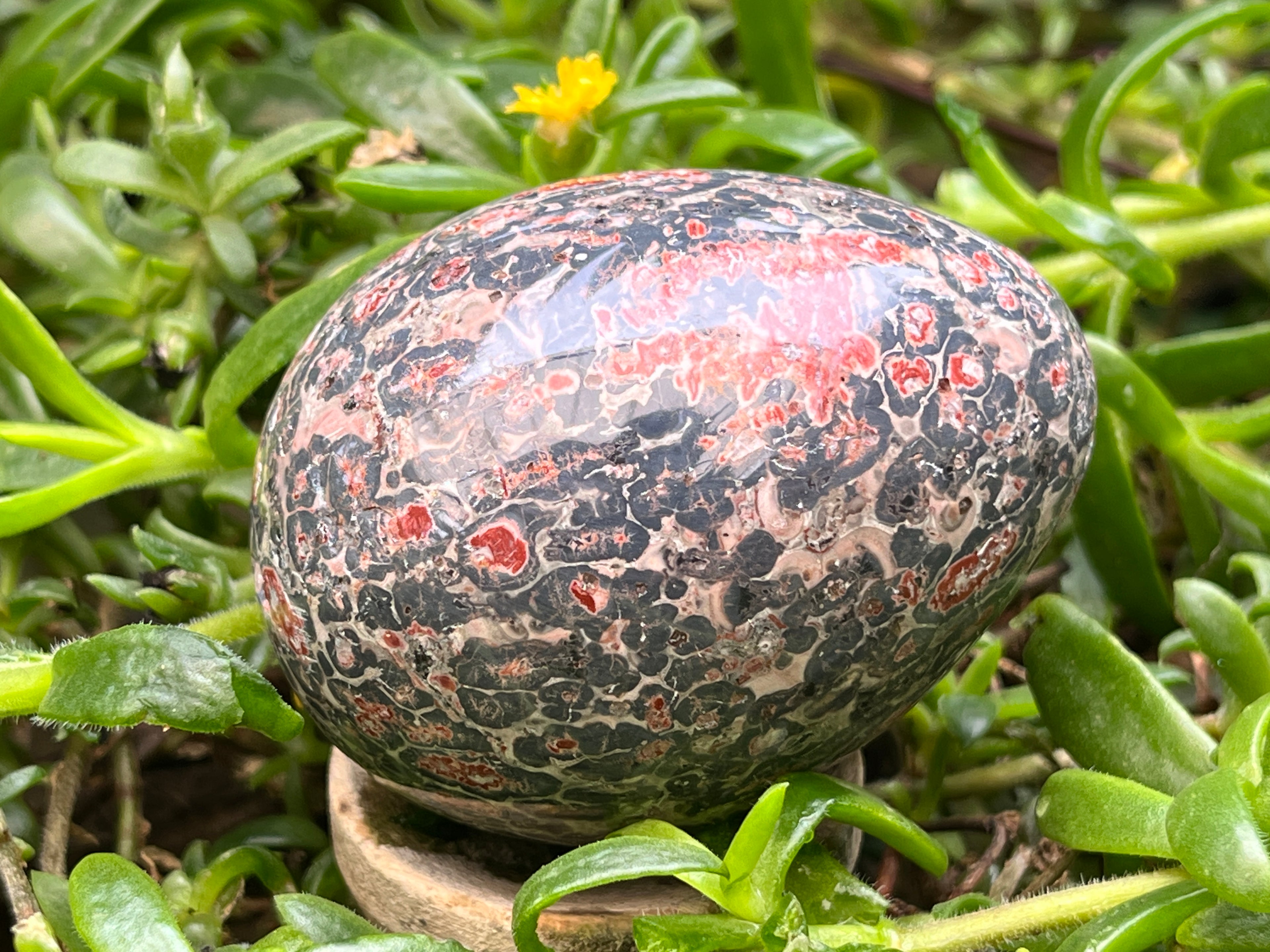 Polished Large Snakeskin Rhyolite Jasper Gemstone Egg x 1 From Australia