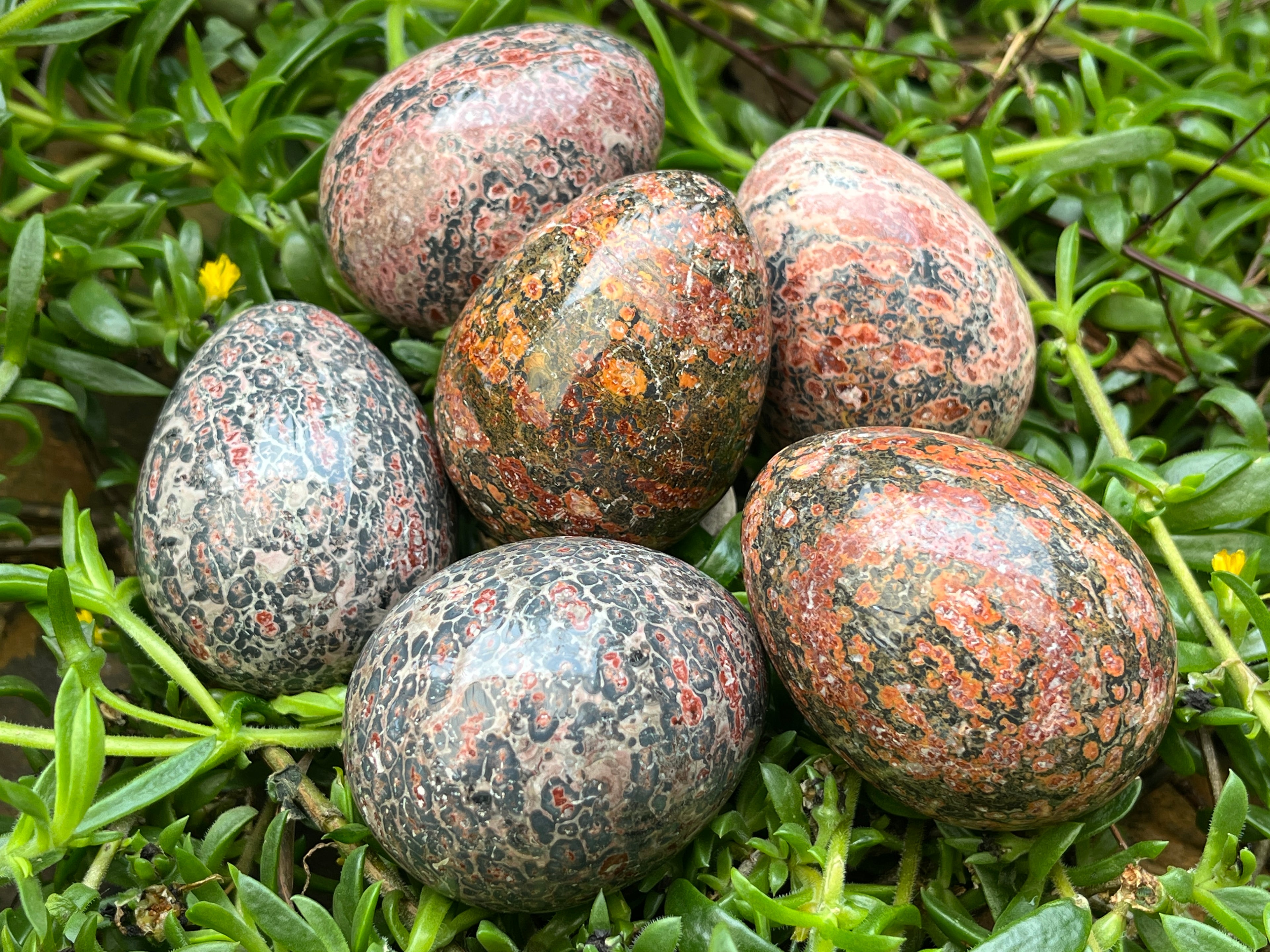 Polished Large Snakeskin Rhyolite Jasper Gemstone Egg x 1 From Australia