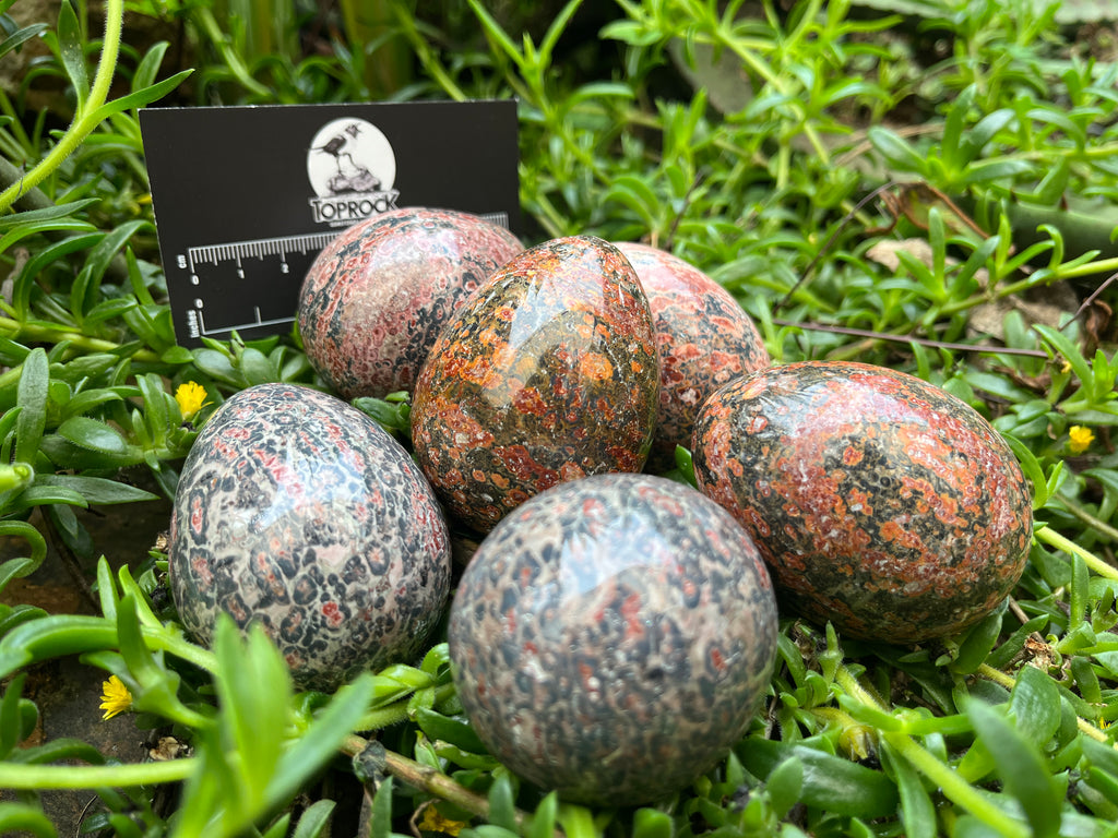 Polished Large Snakeskin Rhyolite Jasper Gemstone Egg x 1 From Australia