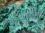 Natural Large Silky Malachite x 1 From Kasompe, Congo