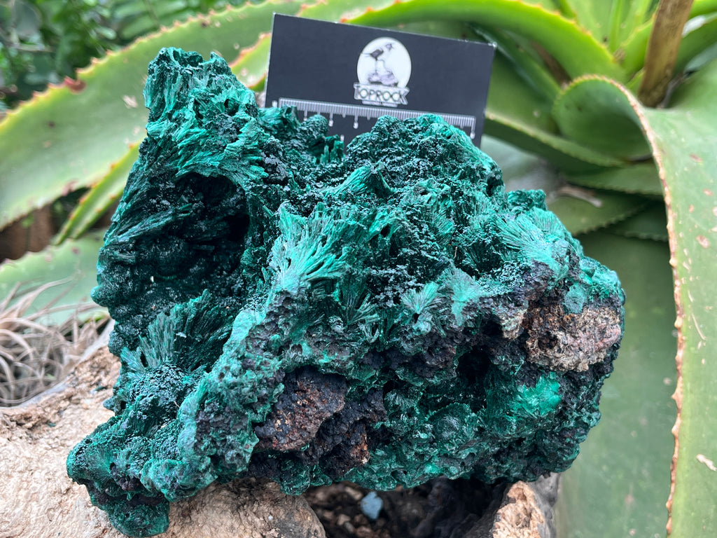Natural Large Silky Malachite x 1 From Kasompe, Congo
