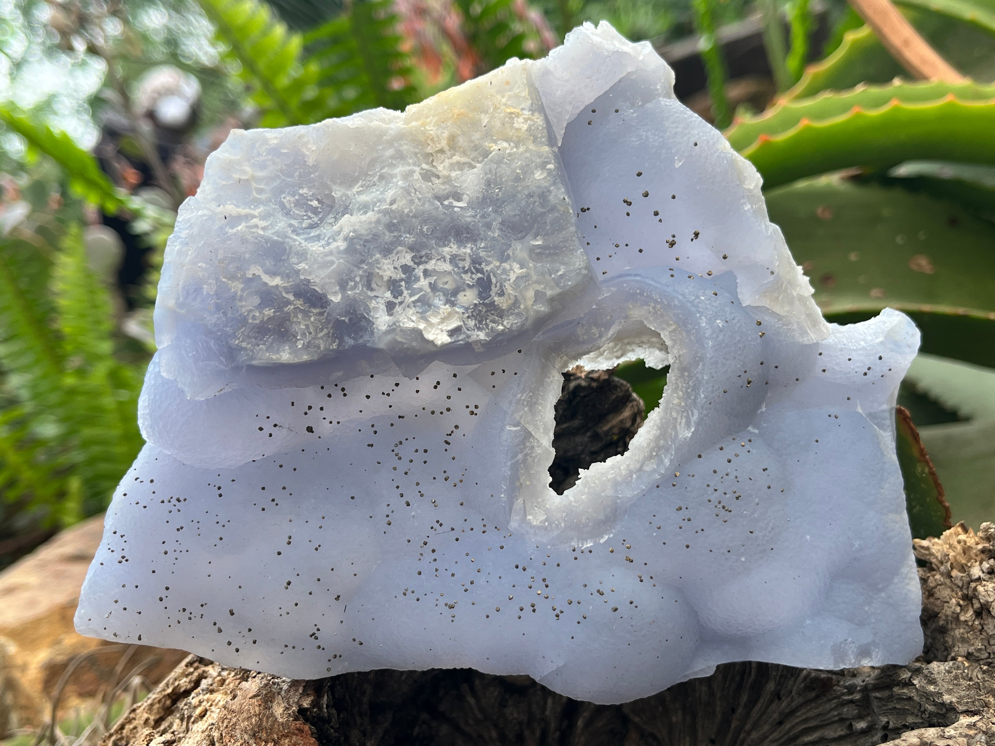 Natural Etched Blue Chalcedony with a Golden Pyrite Dusting x 1 From Nsanje, Malawi