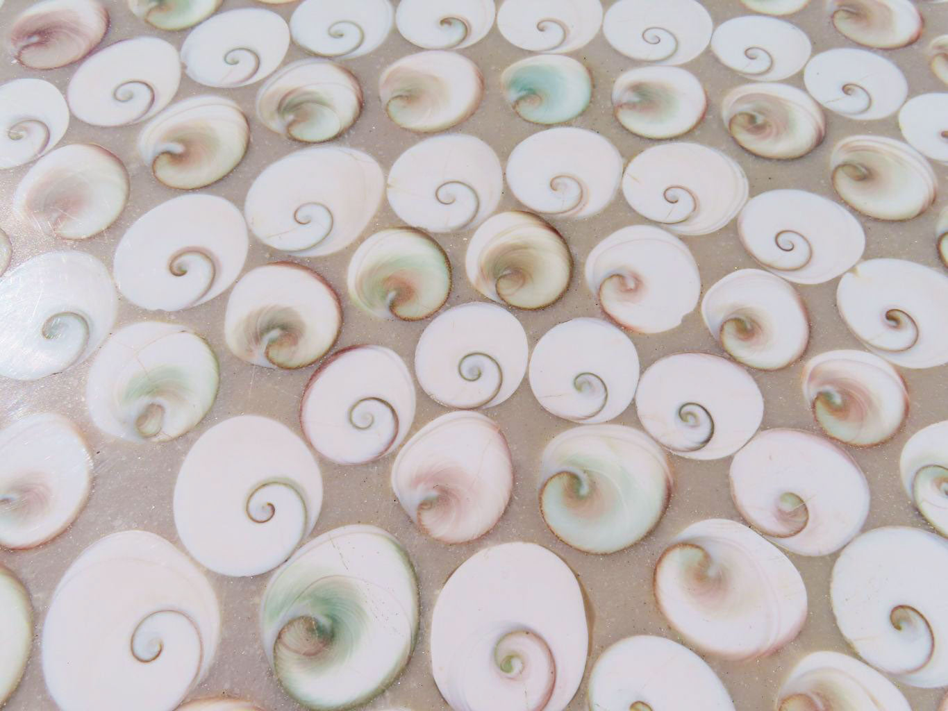 Hand Made Extra Large Vintage Shell Table Top x 1 From Madagascar