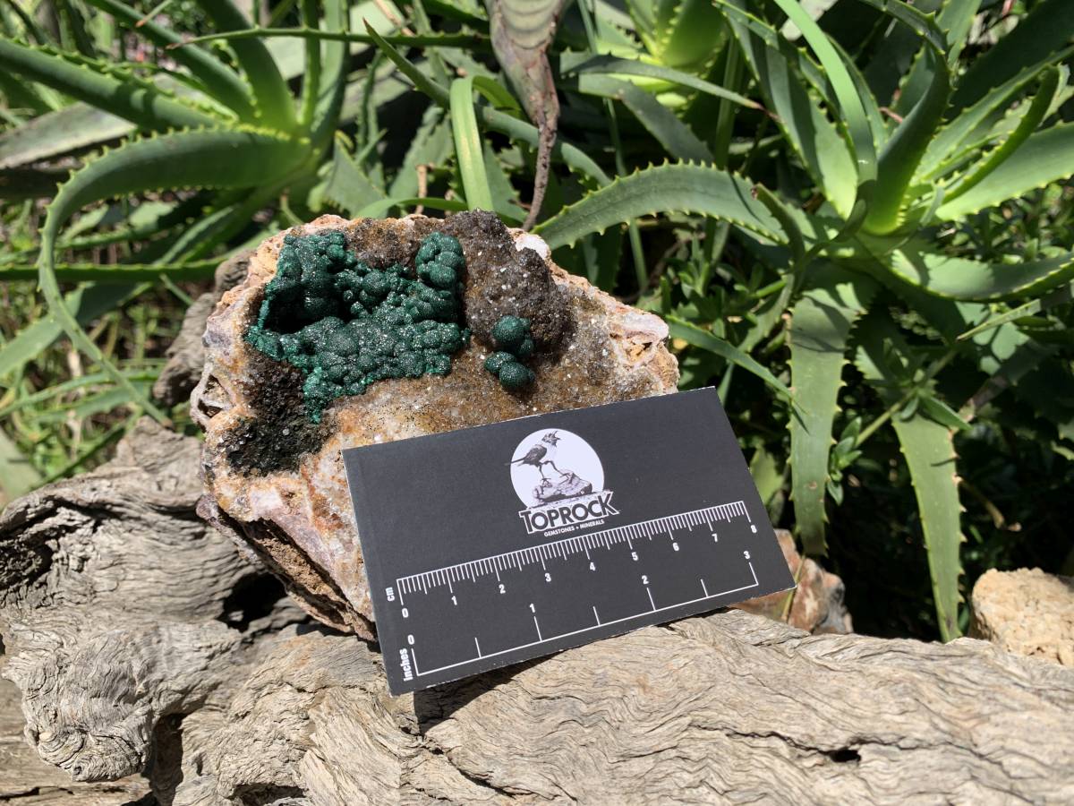 Natural Ball Malachite On Dolomite Matrix Specimen x 1 From Kambove, Congo