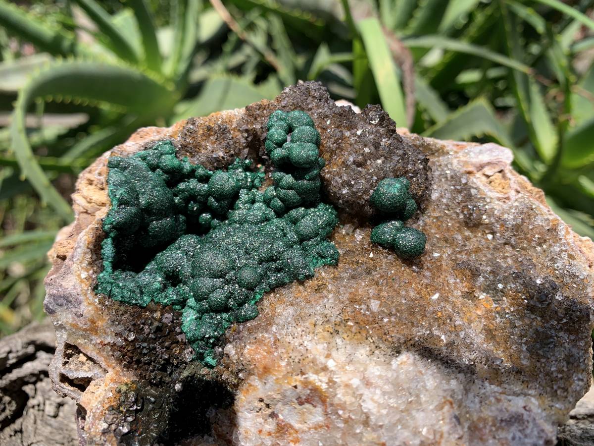 Natural Ball Malachite On Dolomite Matrix Specimen x 1 From Kambove, Congo