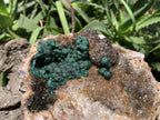 Natural Ball Malachite On Dolomite Matrix Specimen x 1 From Kambove, Congo