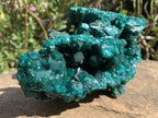 Exquisite Shiny Natural Dioptase Vug Specimen x 1 From Likasi, Congo