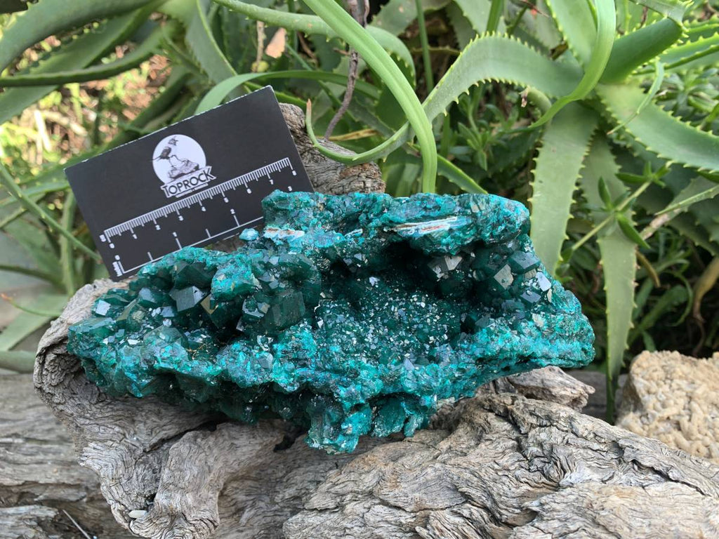 Exquisite Shiny Natural Dioptase Vug Specimen x 1 From Likasi, Congo