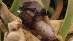 Natural Classic Window Scepter Smokey Amethyst Quartz Crystal x 1 From Chiredzi, Zimbabwe