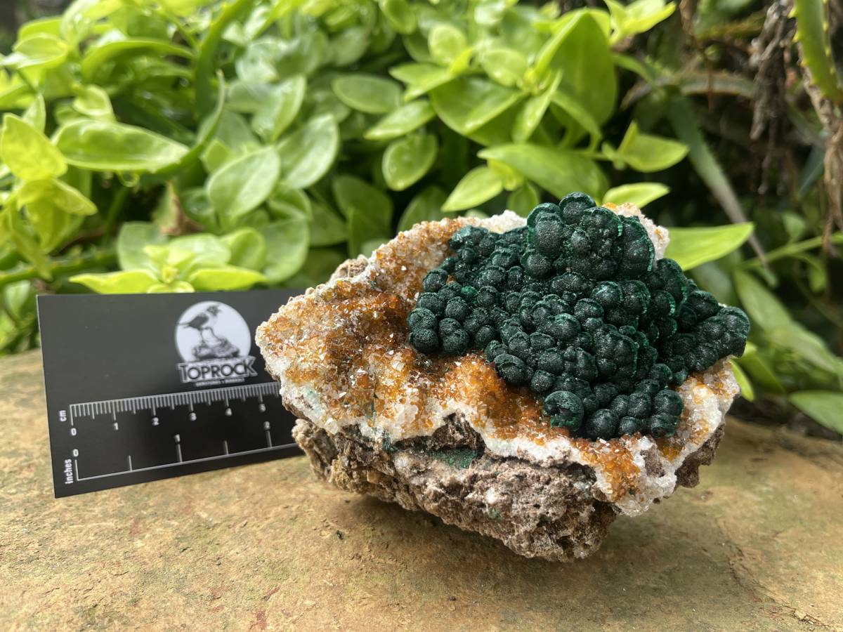 Natural Ball Malachite on Dolomite Matrix Specimen x 1 From Kambove, Congo