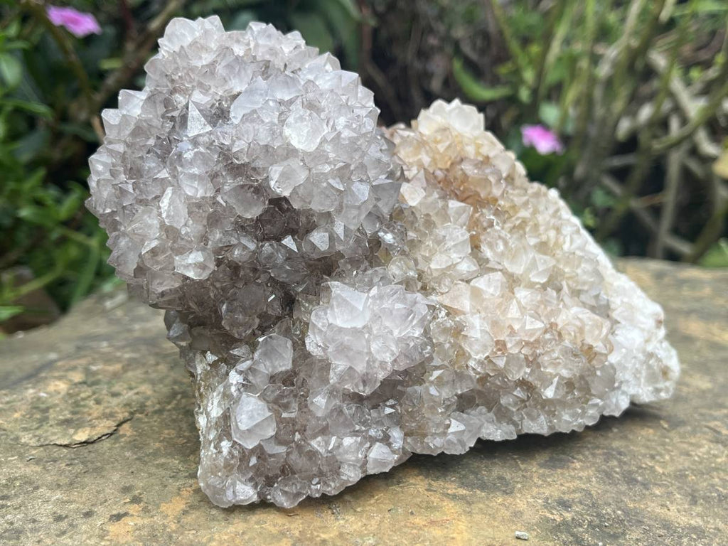 Natural Cactus Flower Smokey Spirit Quartz Cluster x 1 From South Africa