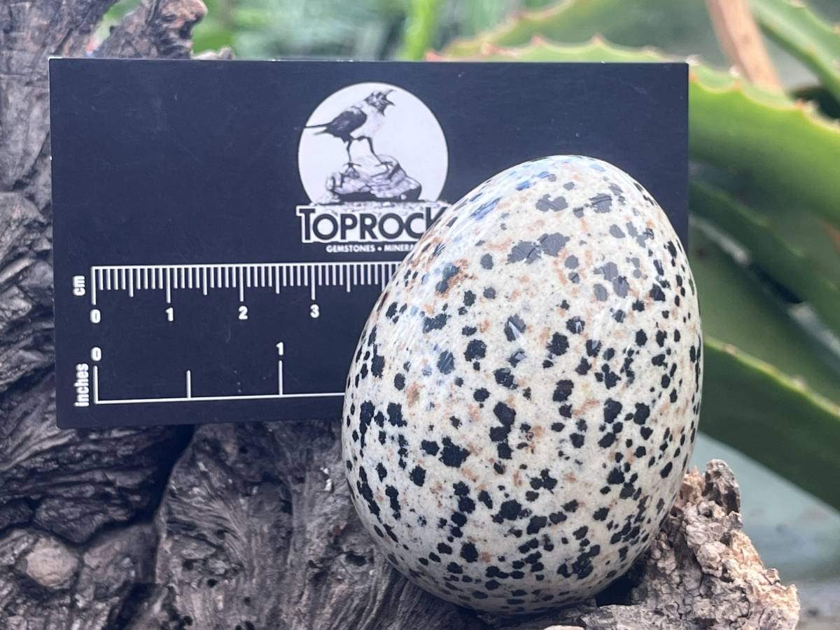 Polished Dalmatian Jasper Gemstone Speckled Egg - Sold Per Piece - From Chihuahua, Mexico