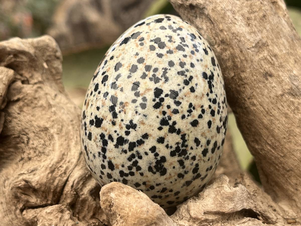Polished Dalmatian Jasper Gemstone Speckled Egg - Sold Per Piece - From Chihuahua, Mexico