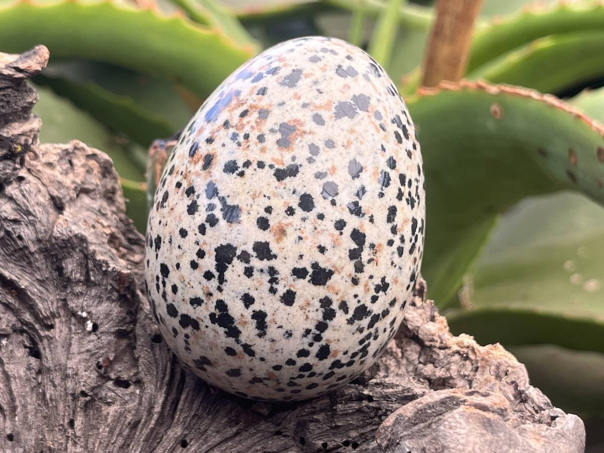 Polished Dalmatian Jasper Gemstone Speckled Egg - Sold Per Piece - From Chihuahua, Mexico