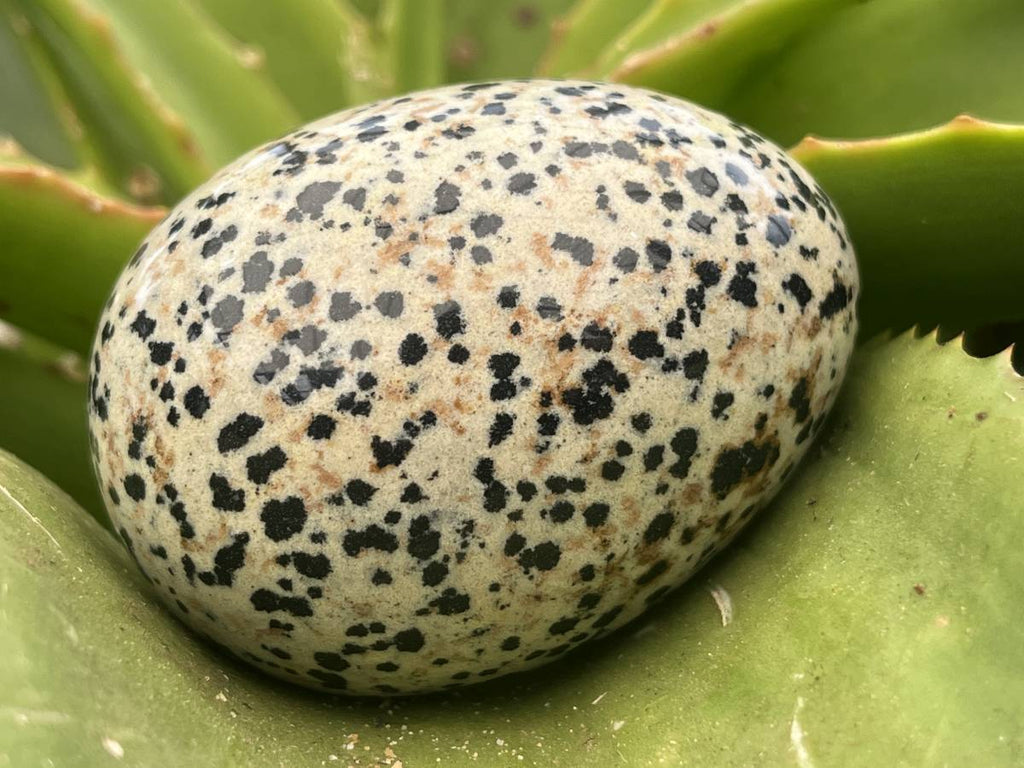 Polished Dalmatian Jasper Gemstone Speckled Egg - Sold Per Piece - From Chihuahua, Mexico