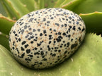 Polished Dalmatian Jasper Gemstone Speckled Egg - Sold Per Piece - From Chihuahua, Mexico