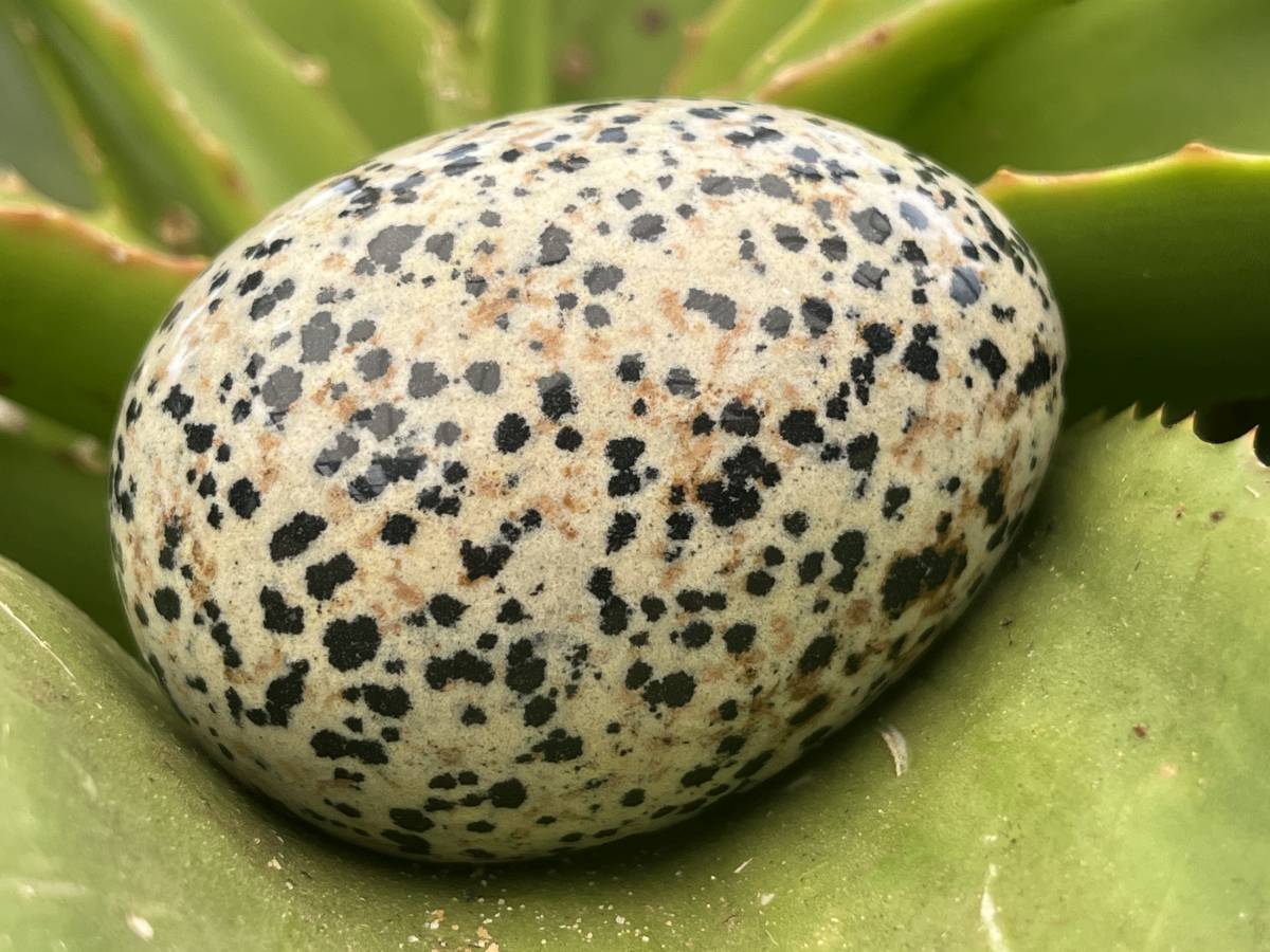 Polished Dalmatian Jasper Gemstone Speckled Egg - Sold Per Piece - From Chihuahua, Mexico