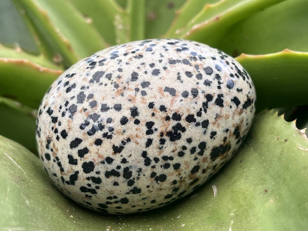 Polished Dalmatian Jasper Gemstone Speckled Egg - Sold Per Piece - From Chihuahua, Mexico