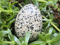 Polished Dalmatian Jasper Gemstone Speckled Egg - Sold Per Piece - From Chihuahua, Mexico