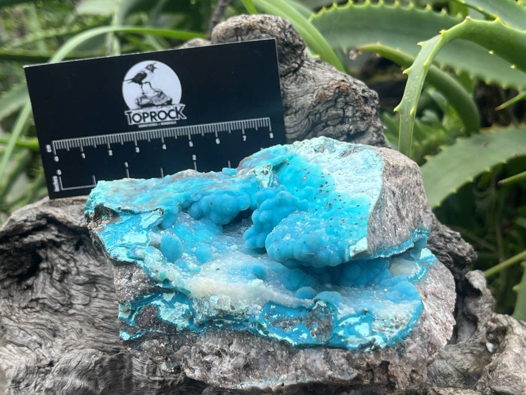 Natural Hemimorphite on Dolomite Specimen x 1 From Lupoto Mine, Congo